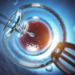 in vitro fertilization transformed