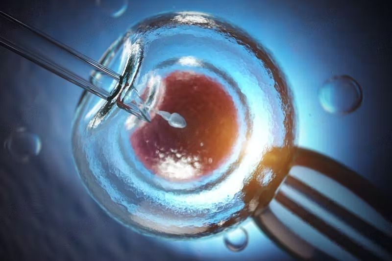 In Vitro Fertilization Steps and Success - In vitro fertilization, 3d illustration