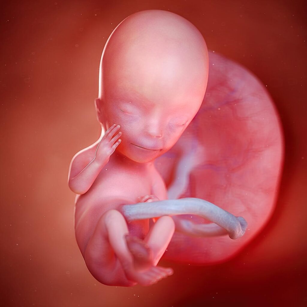 12 Weeks Pregnant – Fetus