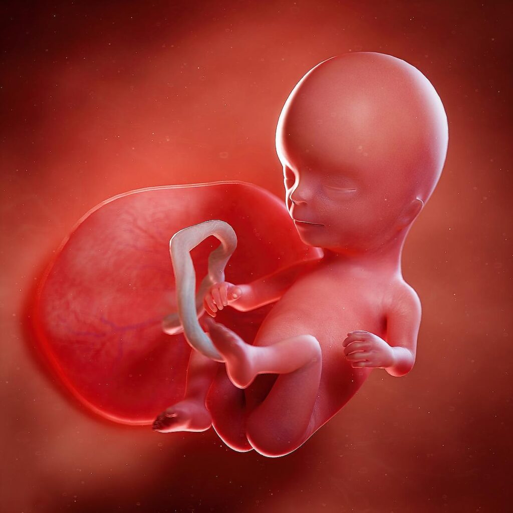 14 Weeks Pregnant – Fetus