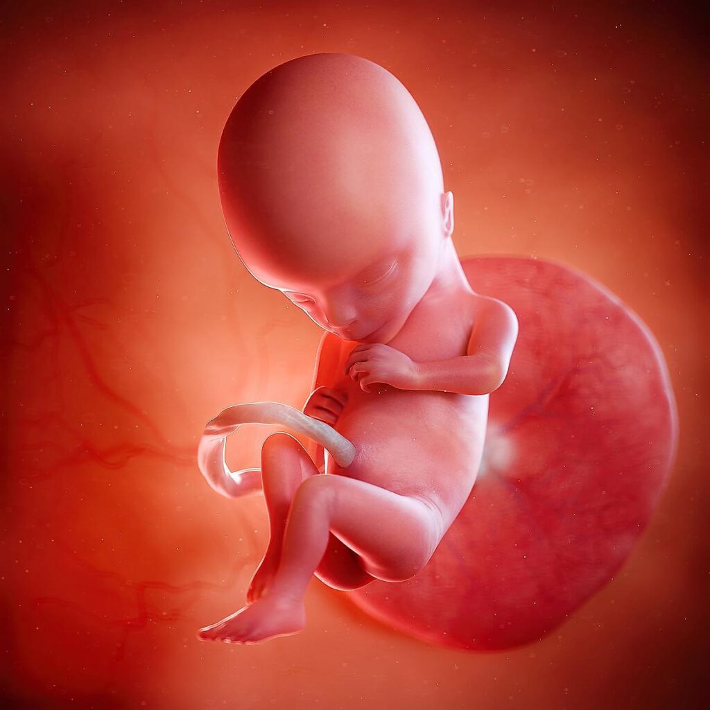 15 Weeks Pregnant – Fetus