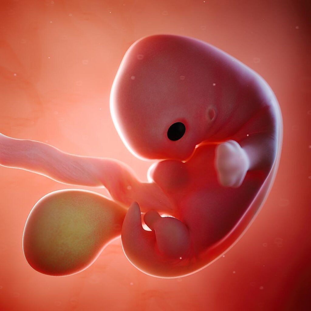 7 Weeks Pregnant – Fetus