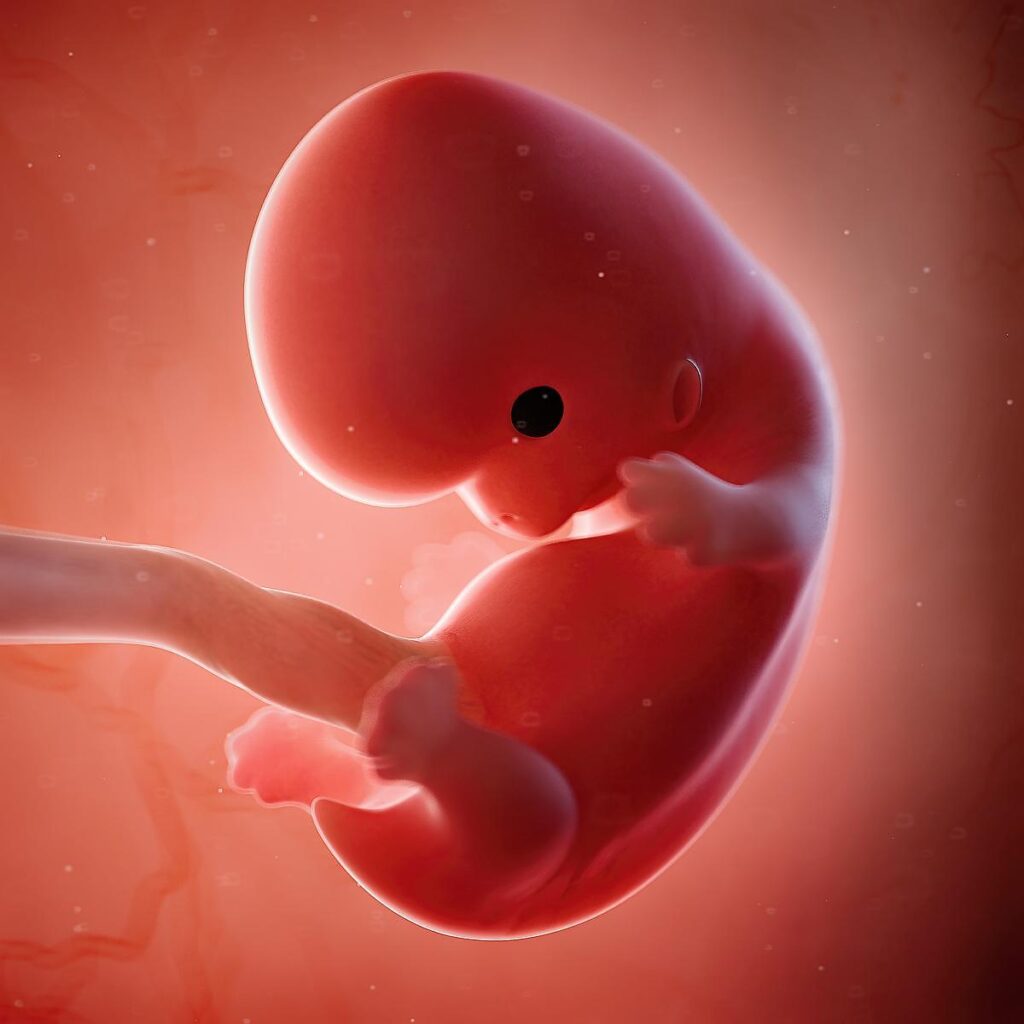 8 Weeks Pregnant – Fetus