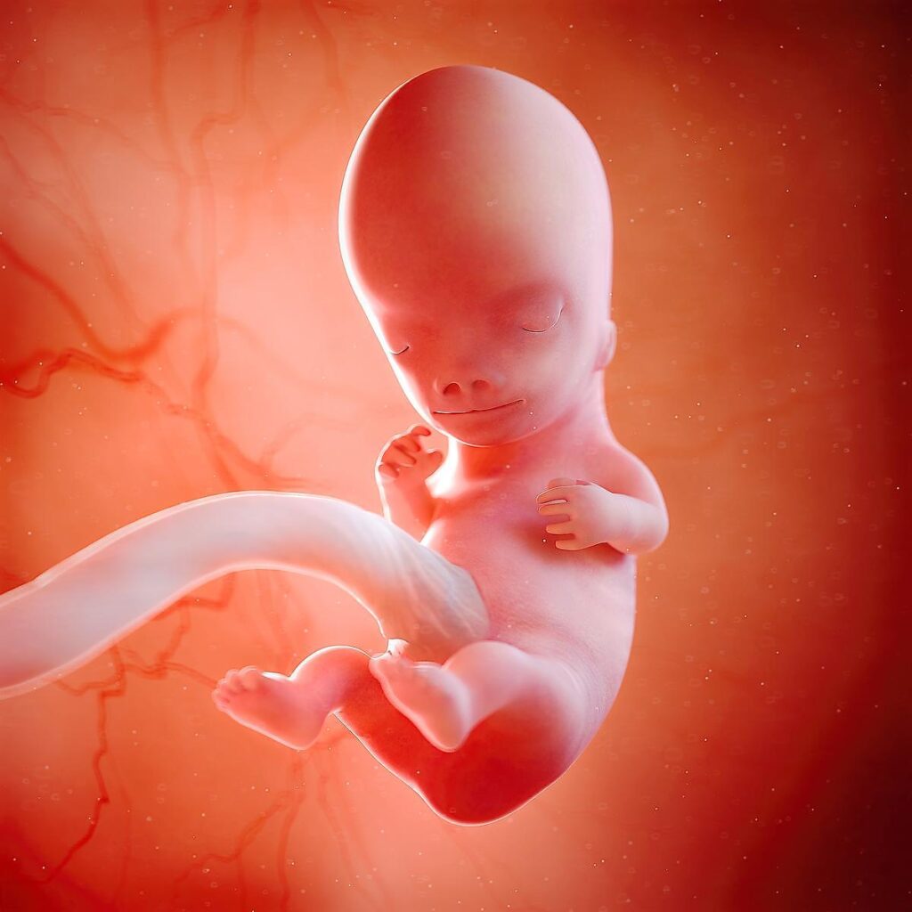 9 Weeks Pregnant – Fetus