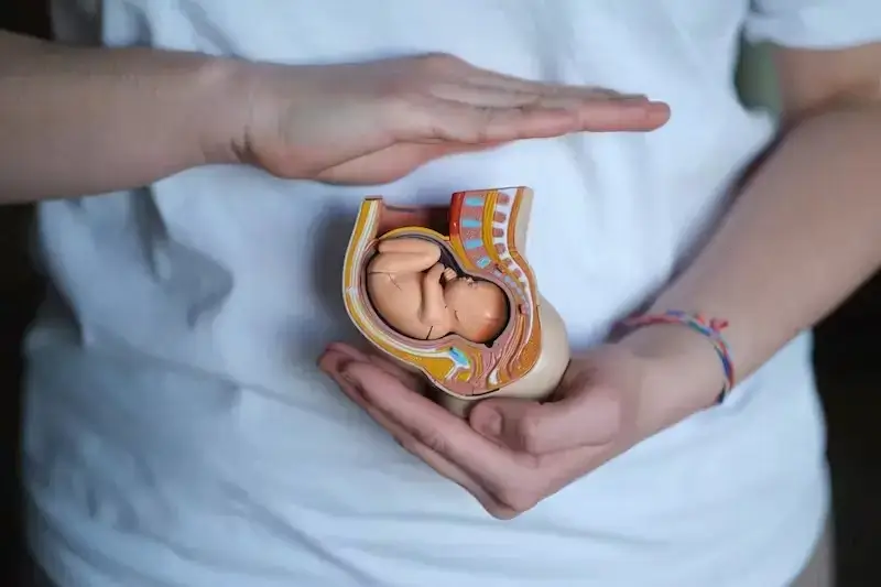 a replica of an embryo in the womb - 5 Weeks Pregnant – Fetus