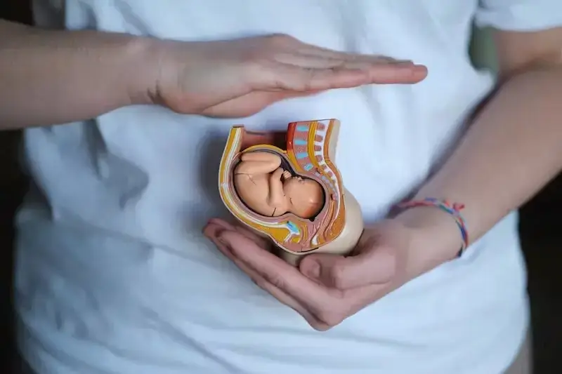 a replica of an embryo in the womb - 7 weeks pregnant - fetus