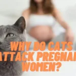 Why do Cats Attack Pregnant Women