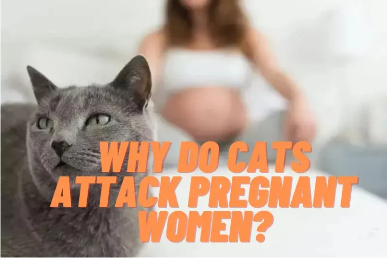 Why do Cats Attack Pregnant Women