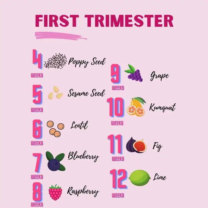 1st trimester - How Big is My Baby Now?