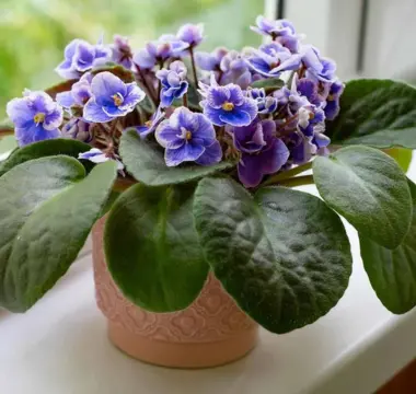 African Violet - Best Indoor Plants During Pregnancy