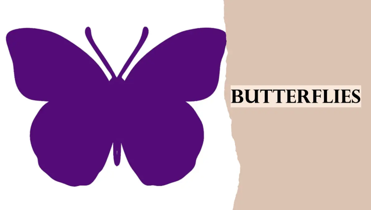 butterflies symbol of miscarriage