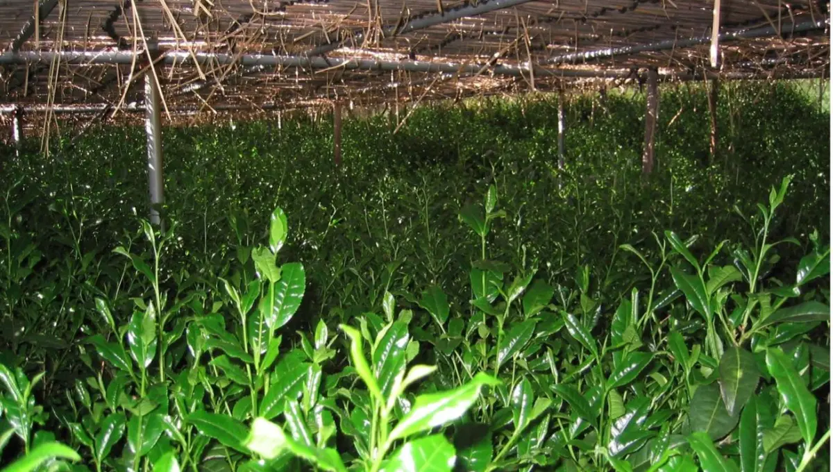 matcha plant