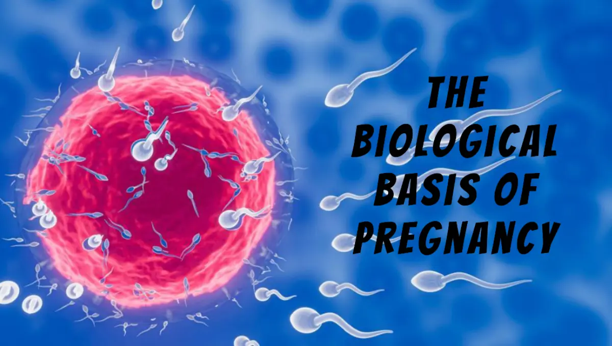 A pre-fertilization model between an egg and a sperm.