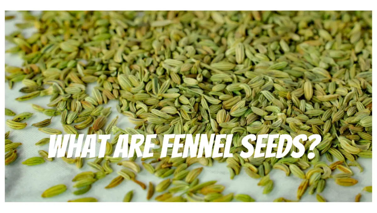 Background image of fresh fennel seed after cultivation