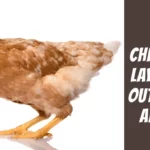 Do Chickens Lay Eggs out Their Anus